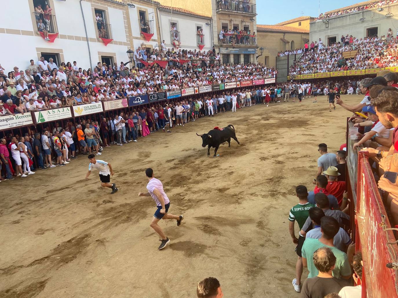 Últimos encierros de los Sanjuanes de Coria, en imágenes
