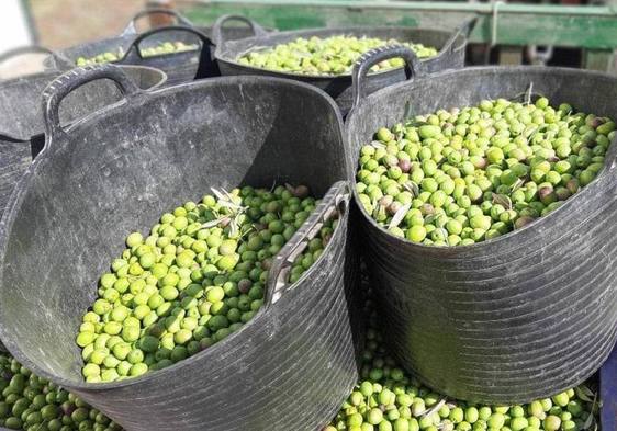 Quejas y denuncias por la campaña de la aceituna en el norte de Cáceres