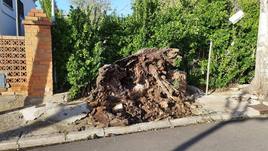 Árbol caído en Coria