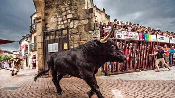 El Ayuntamiento de Coria nombrado premio Extremadura a la Tauromaquia