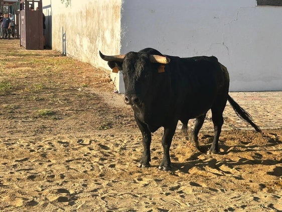 Los festejos taurinos dan el pistoletazo de salida a las fiestas de La Puebla de Argeme