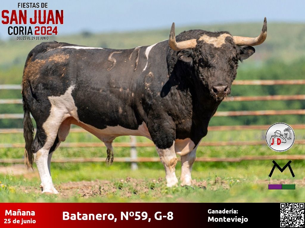 Conoce cuáles serán los astados que pisarán las calles de Coria durante San Juan 2024