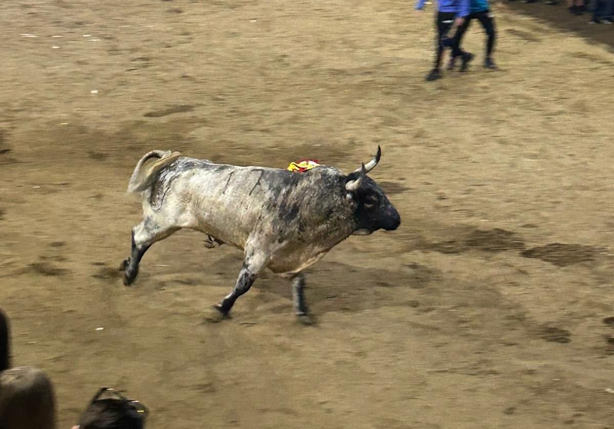 Cacharrero en su lidia.