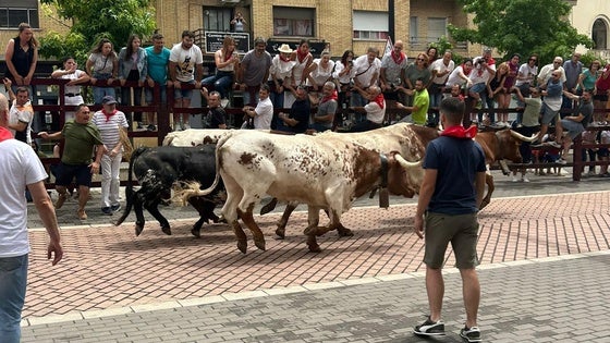 El toro «Malacara» deleita con su velocidad y elegancia