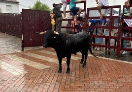 Novillo de promocion juvenil.