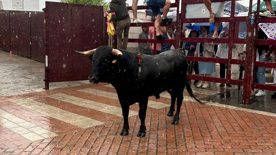 La tradicional lidia del novillo de promoción juvenil de Tonelero bajo la lluvia