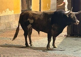 Quimico durante su lidia.