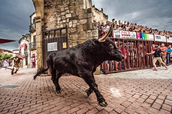 Comienzan las Votaciones para el «Toro Me Gusta» en Coria