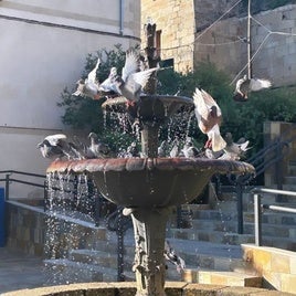Palomas en Coria.