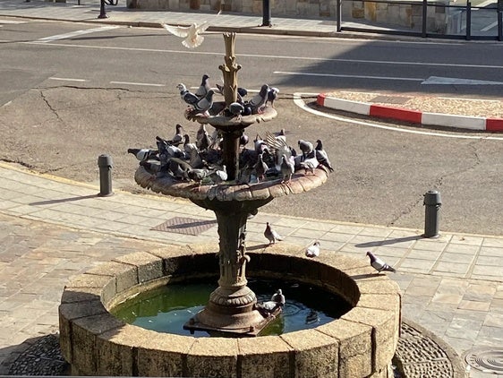 El Ayuntamiento de Coria da comienzo a la campaña de control de palomas