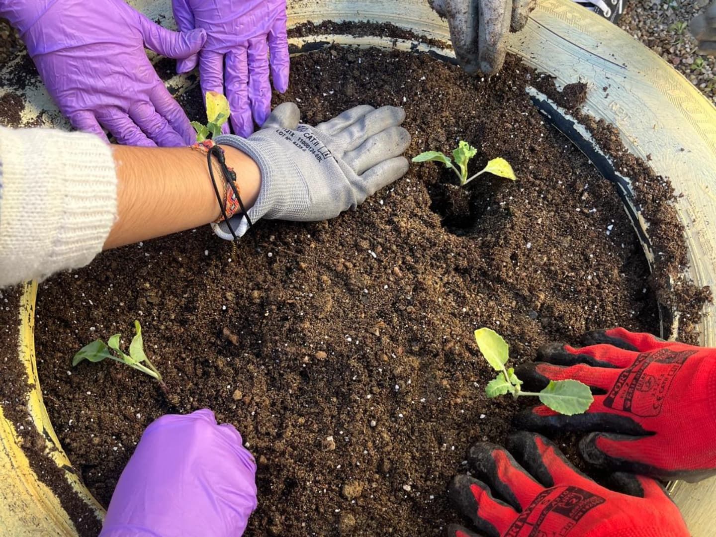 El IES Caurium de Coria inaugura un huerto escolar en colaboración con el proyecto intergeneracional