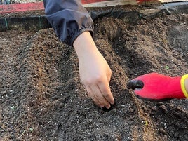 Huerto del IES Caurium.