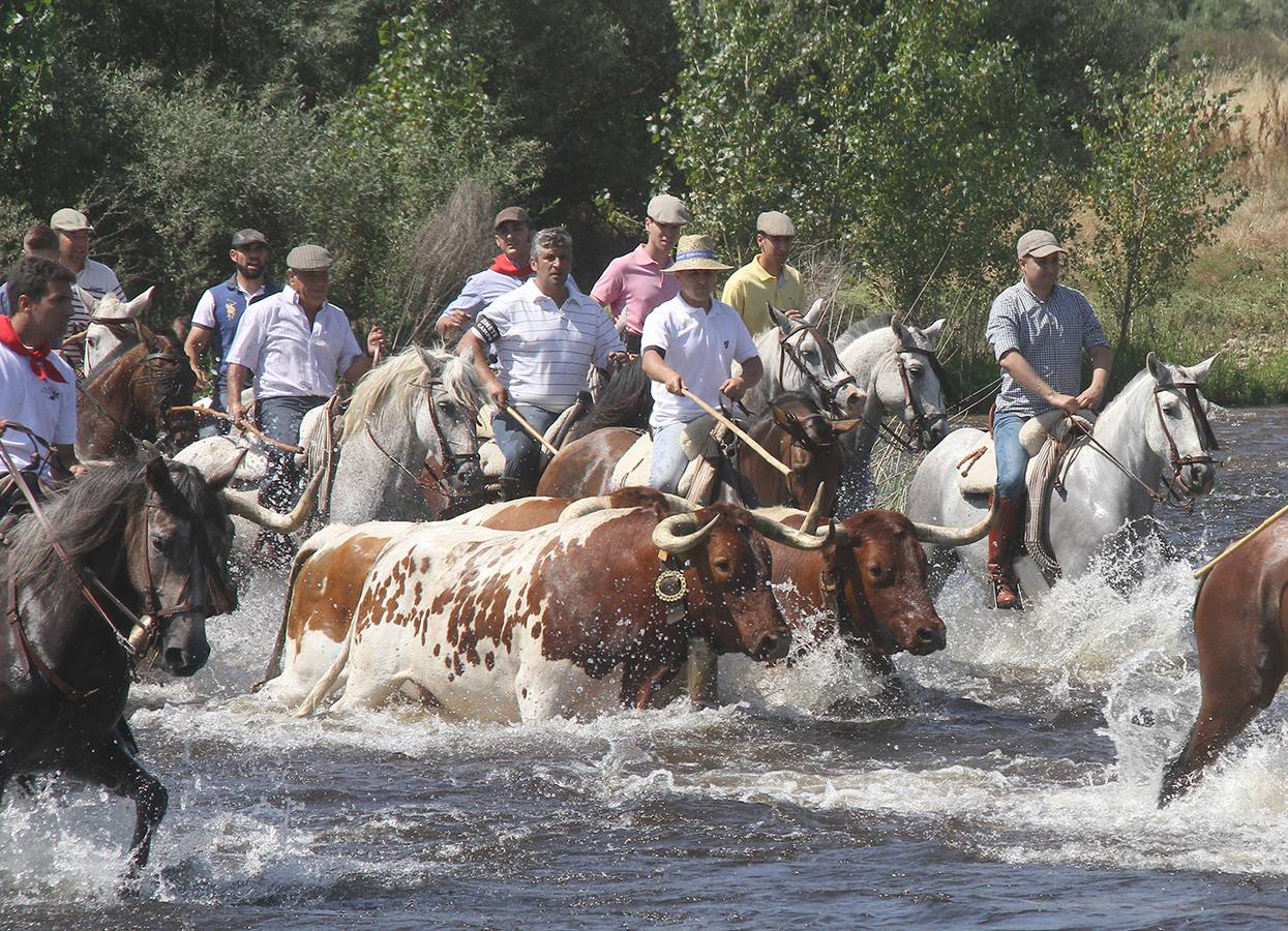 Los mansos guiados por los caballistas atravesaron el río Alagón