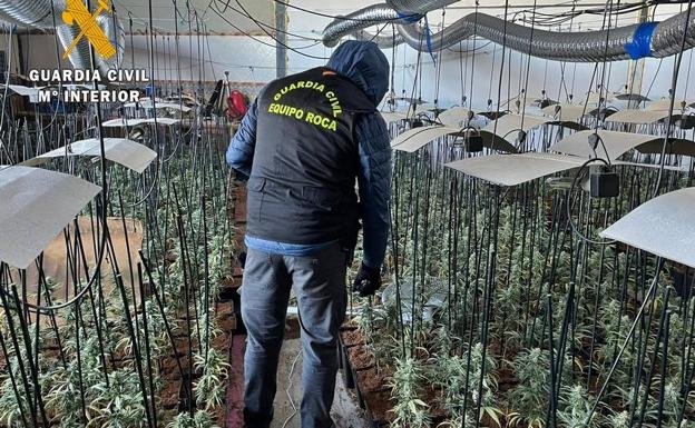 Imagen principal - La Guardia Civil desmantela una plantación con 2.000 plantas de marihuana en una parcela de Don Benito
