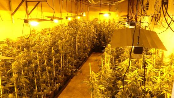 La Policía Nacional desmantela una plantación de marihuana en Don Benito