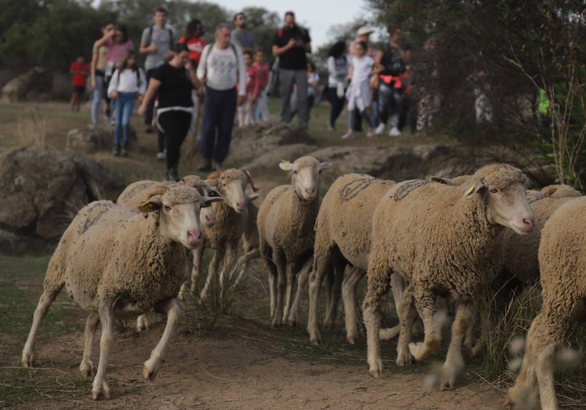 Turismo organiza una ruta para acompañar a 4.125 merinas