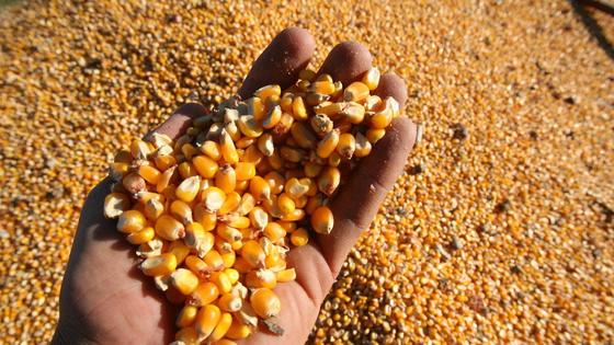 Los agricultores del maíz, preocupados por la rentabilidad
