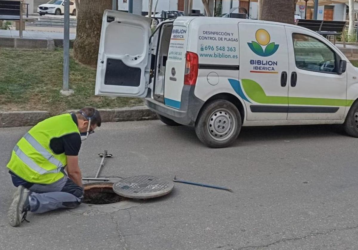 Se realizará un segundo plan de choque contra las cucarachas