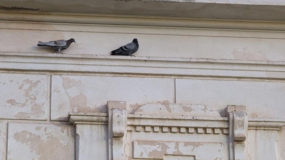 El Ayuntamiento pide colaboración ciudadana para el control de palomas en edificios