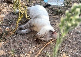 Uno de los gatos hallados muertos en Don Benito.