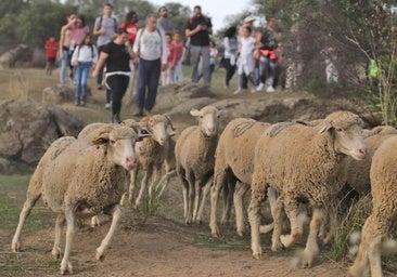 Turismo programa una ruta trasterminante con ovejas el día 24