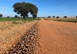 Finaliza el acondicionamiento de doce caminos rurales