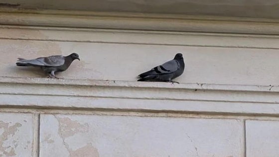 Un número móvil para alertar de la presencia de palomas