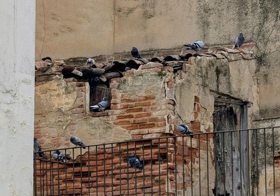 Nueva licitación para combatir la excesiva población de palomas