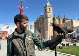 Nuevos vuelos de aves rapaces para ahuyentar a las palomas