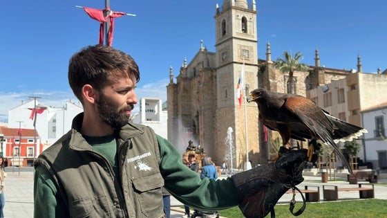 Nuevos vuelos de aves rapaces para ahuyentar a las palomas