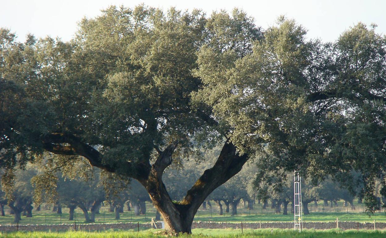 Encina del Rañal