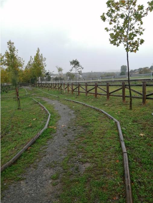 Árboles plantados en el Parque Juan Ignacio Zoido