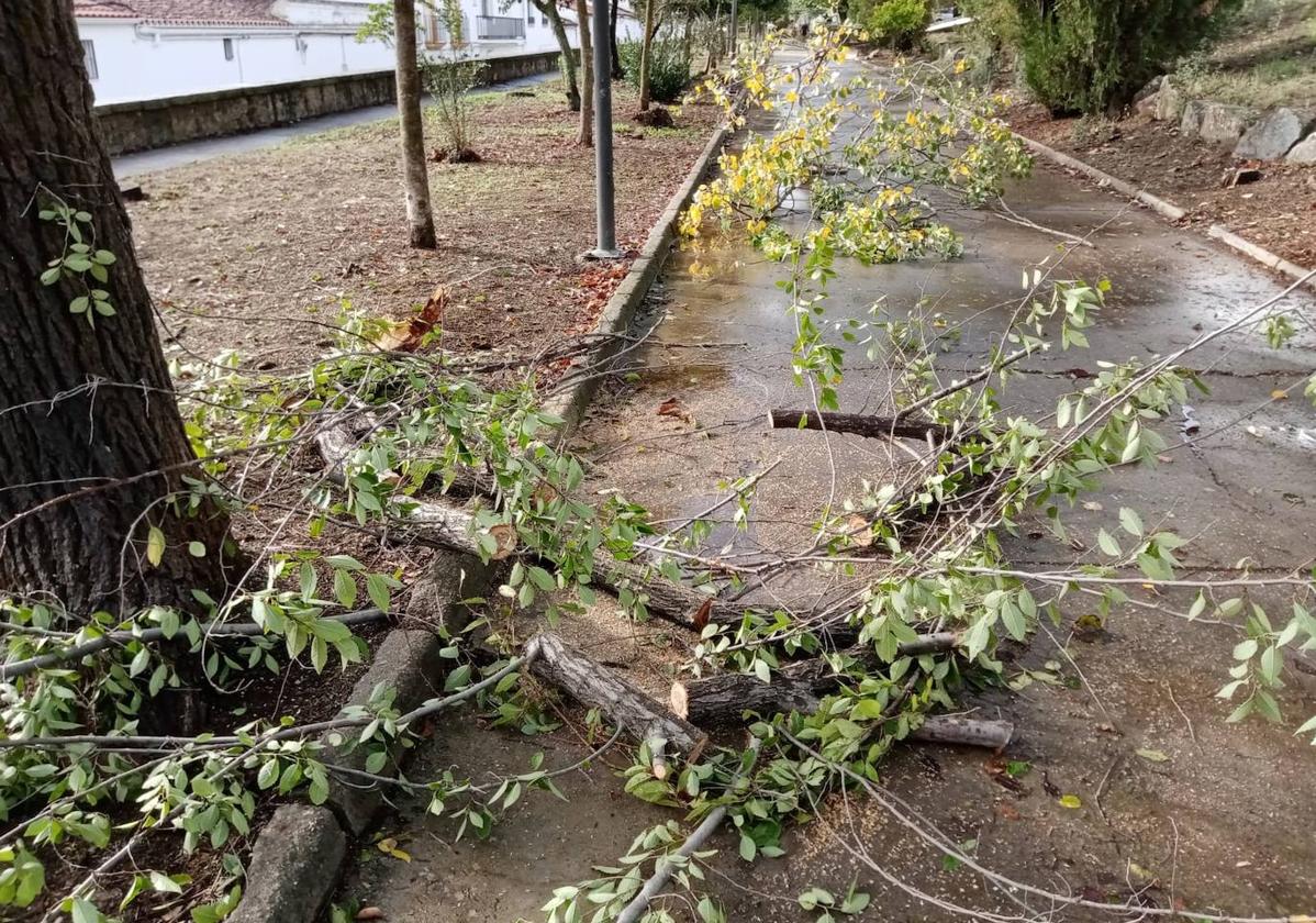 La borrasca Aline deja varias ramas de árboles caídas a su paso por Fregenal
