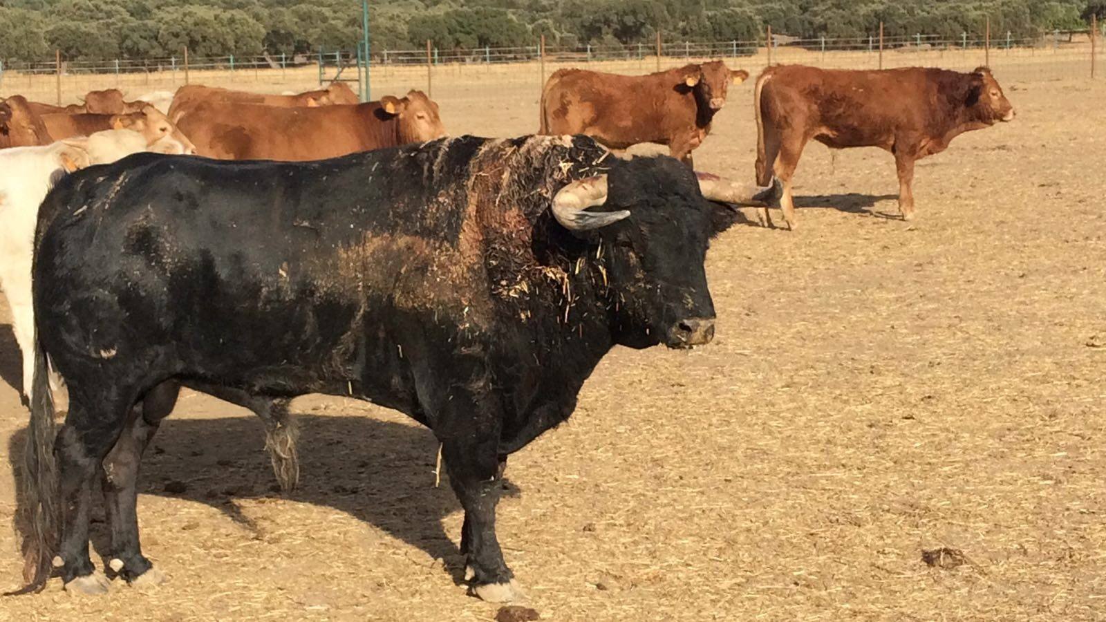‘Notificado’ ya pasta de nuevo en la finca El Freixo de Julián López ‘El Juli’