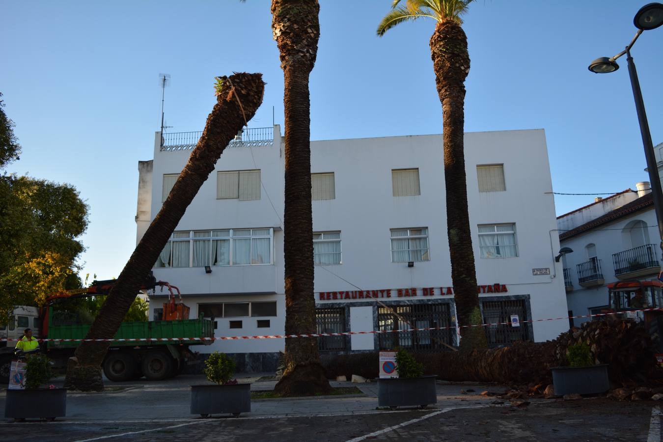 El picudo rojo acaba con dos representativas palmeras en el Paseo de La Palma