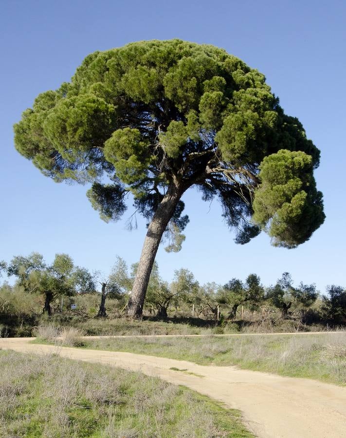 El Ayuntamiento solicitará la declaración del pino de ‘La Junta’ como árbol singular