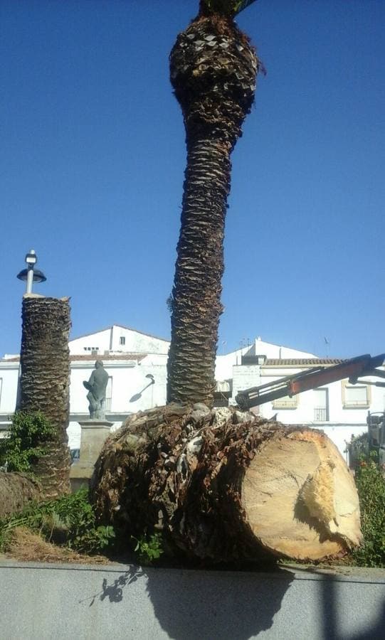 Imagen de la palmera cortada en el Paseo del Pilarito. 