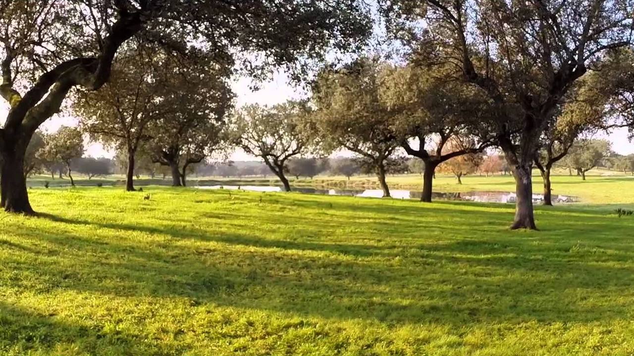 Hermoso encinar de la dehesa extremeña. 