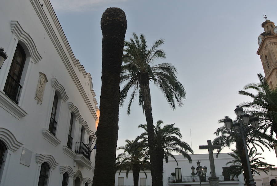 El ayuntamiento fue advertido sobre el problema del picudo rojo hace tres años