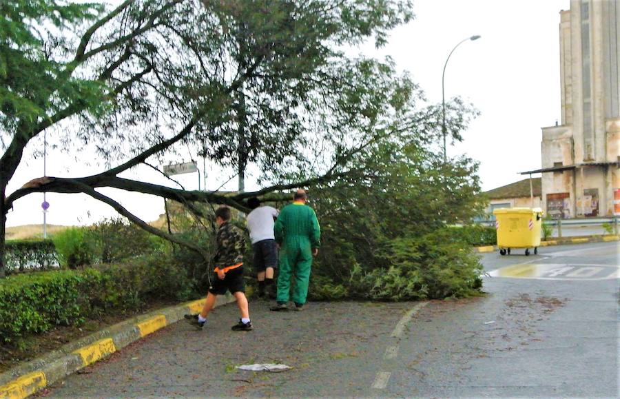 La tormenta provoca caída de ramas, cortes de luz y daños en el mobiliario urbano