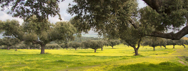 La dehesa presente en el proyecto del camino mozárabe del oeste peninsular.