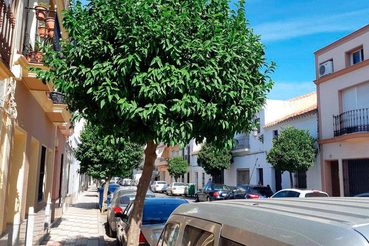 Imagen de archivo cuando los naranjos de la calle Luis Chamizo no estaban podados como aparecen en la actualidad.