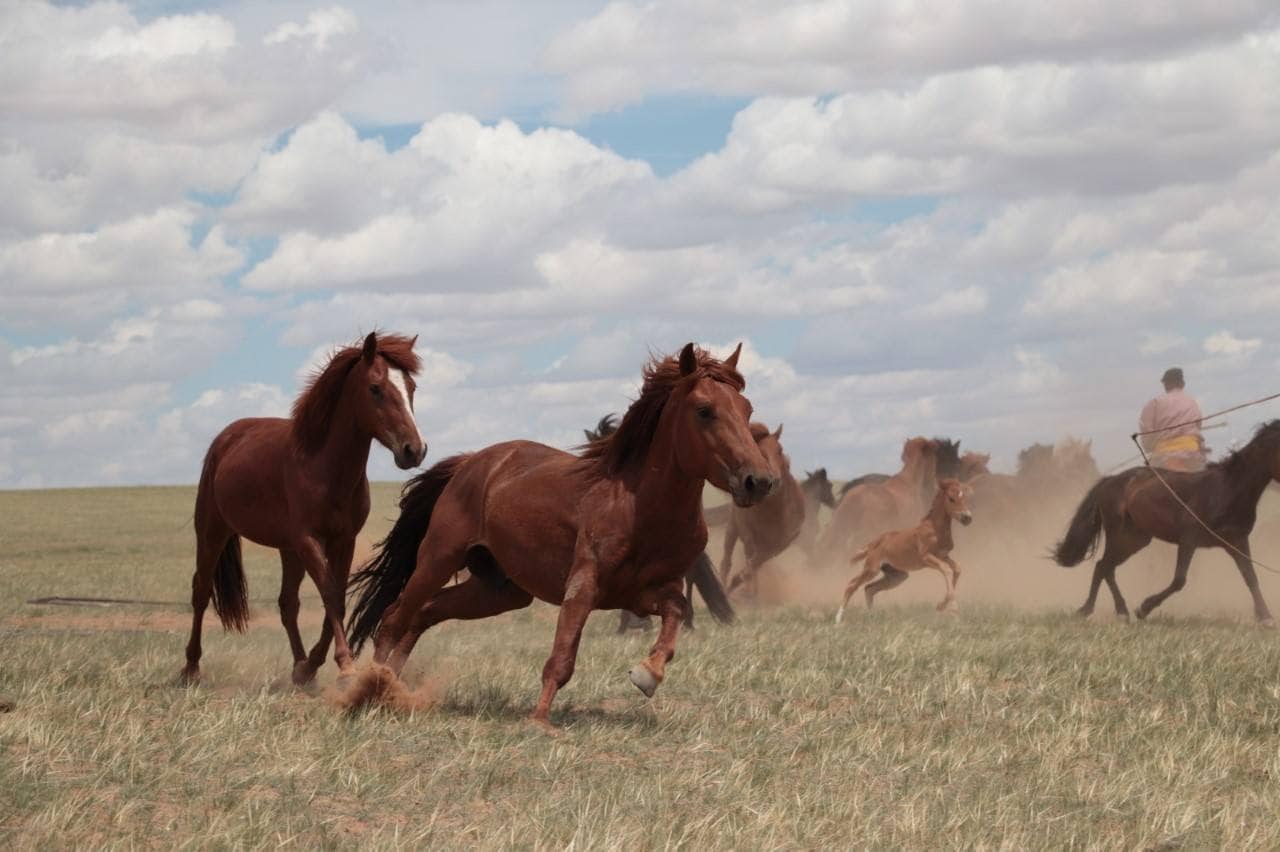 Manada de caballos de las estepas de Mongolia.