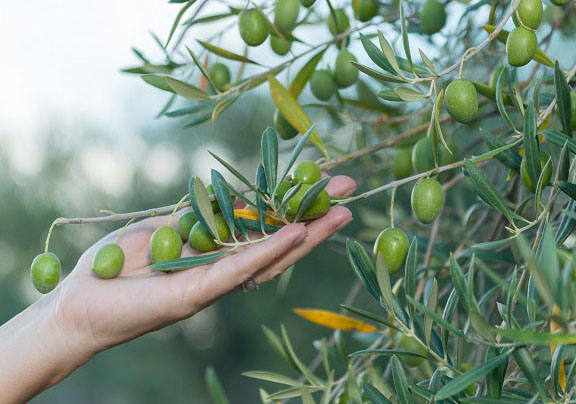 De la aceituna, el aceite… dice la copla.