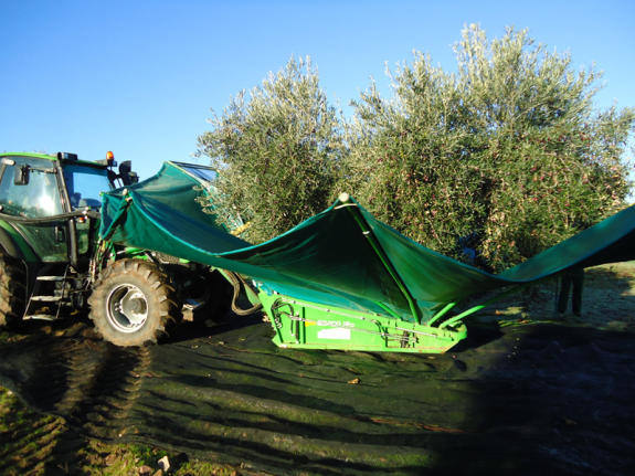 Tractor en plena campaña de recogida de aceitunas en el término municipal de Guareña.