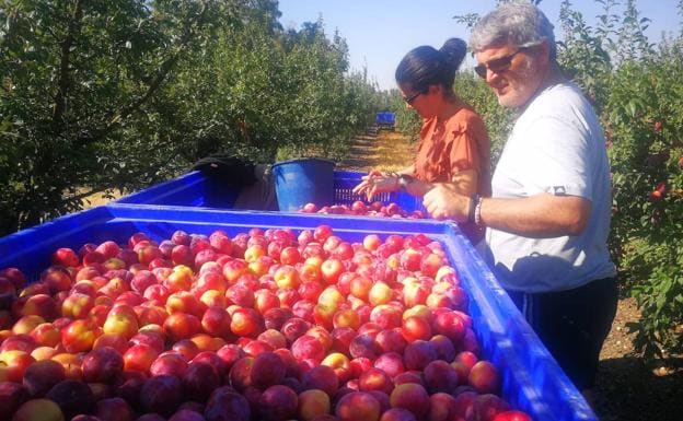 Los ediles guareñenses comprueban el aspecto y la calidad de la ciruela.