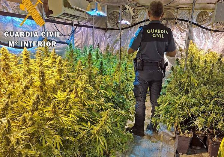 Dos vecinos de Mérida detenidos por cultivar marihuana en Guareña