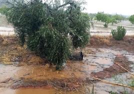 Ayer lloviendo por Valdearenales.