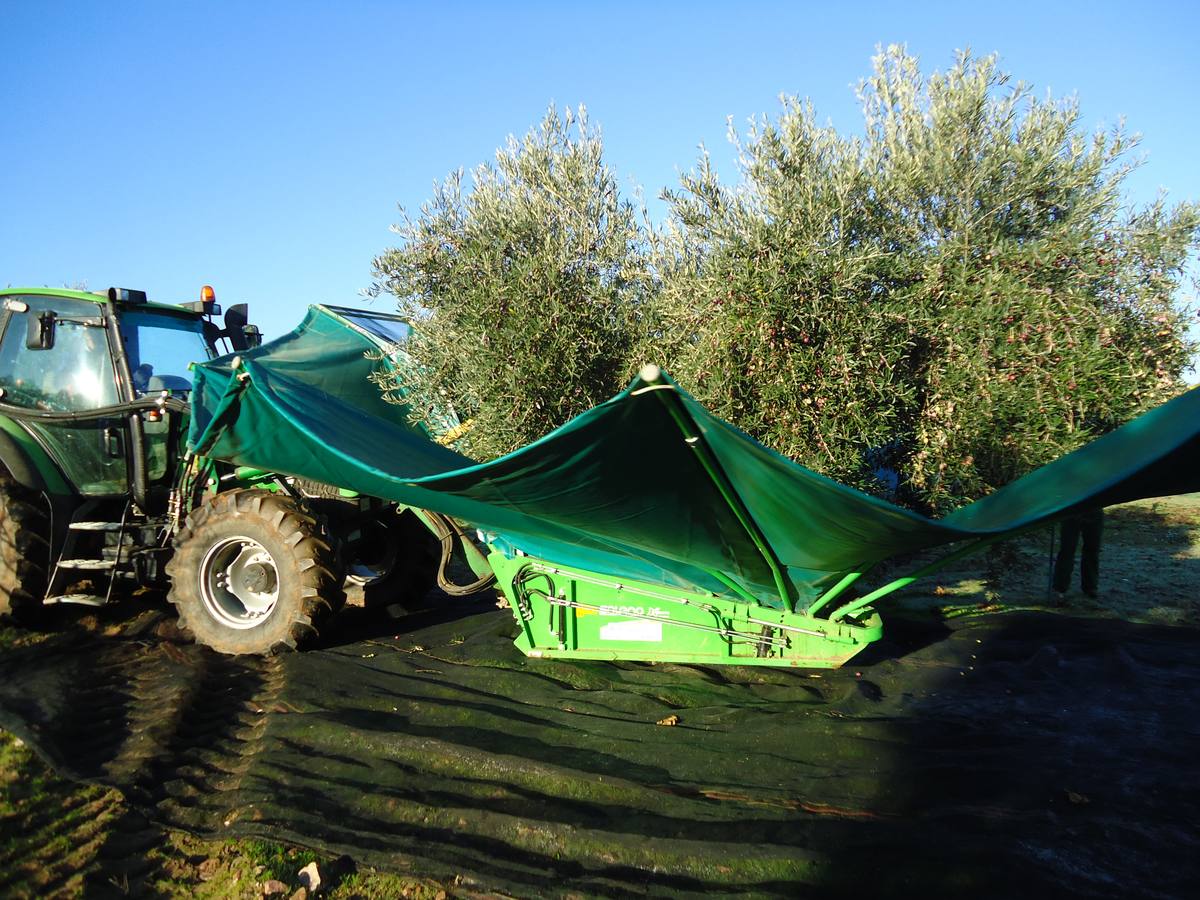 La cooperativa San Pedro va a superar los 30 millones de kilos de aceitunas