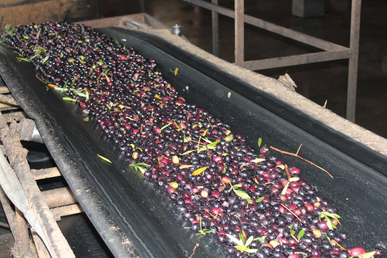 La producción de aceituna para aceite cae un 50% este año